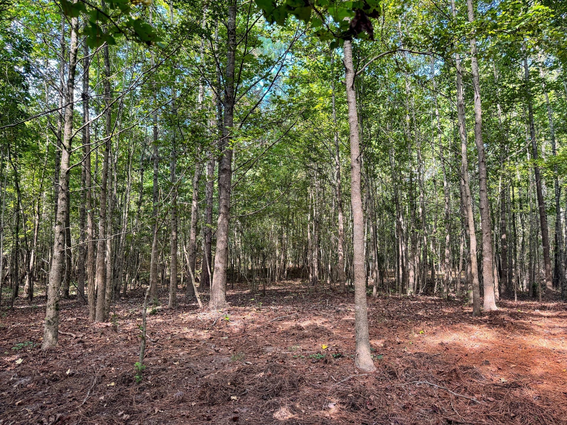 117 acres in Marion County - photo 15