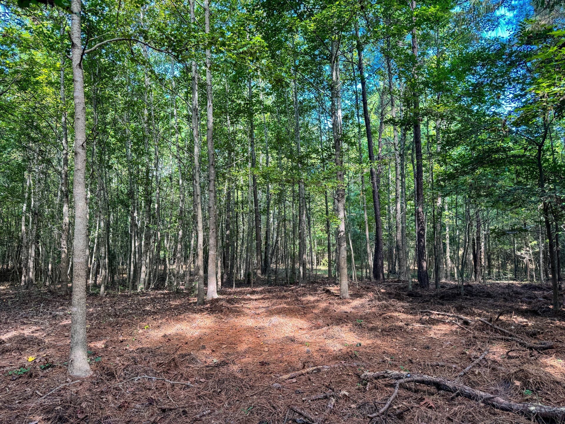 117 acres in Marion County - photo 13