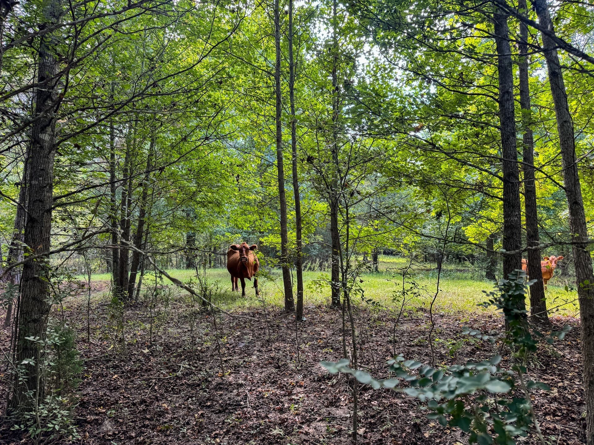 117 acres in Marion County - photo 11