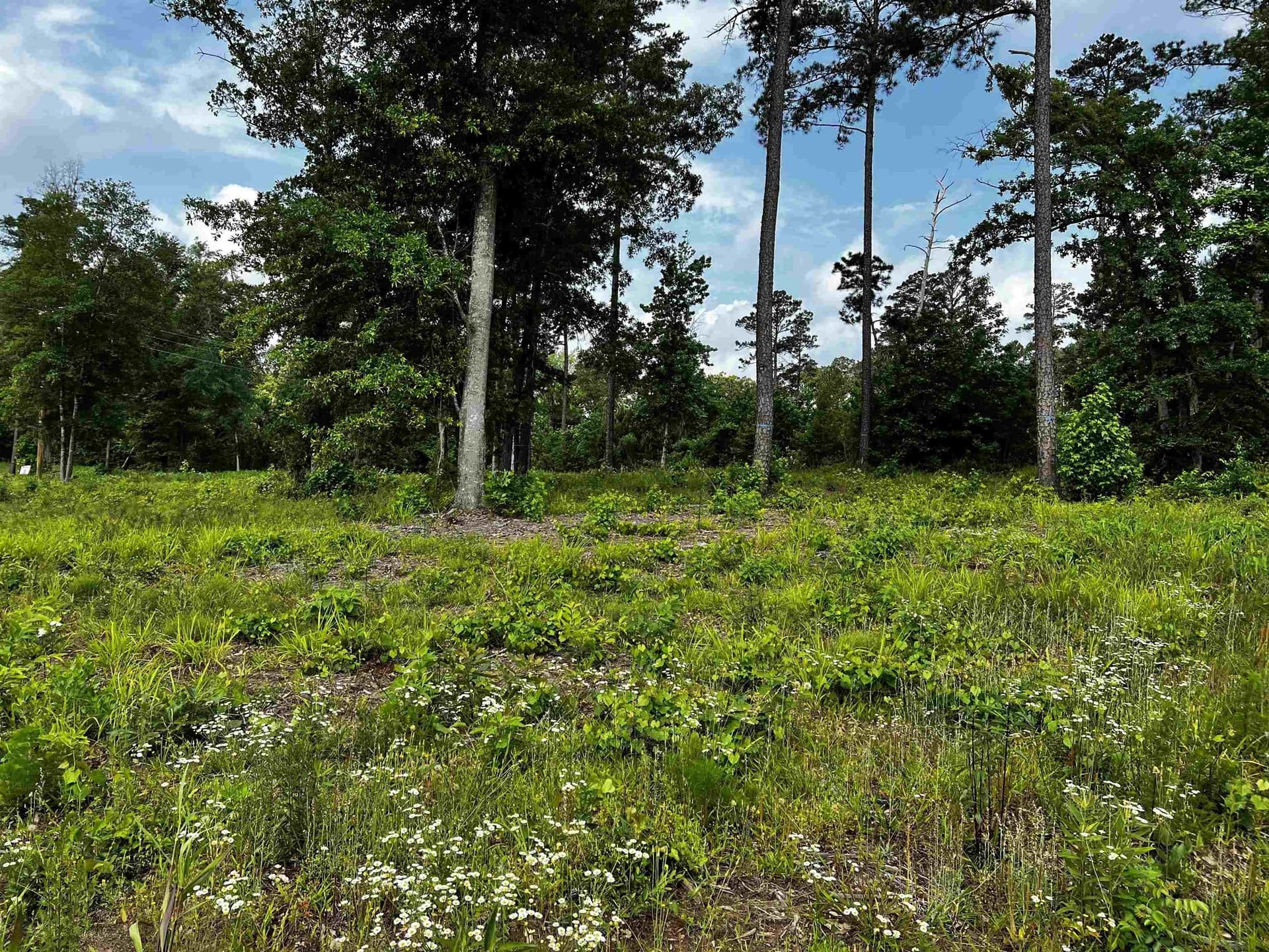 2.02 acres in Texas County gallery image 2