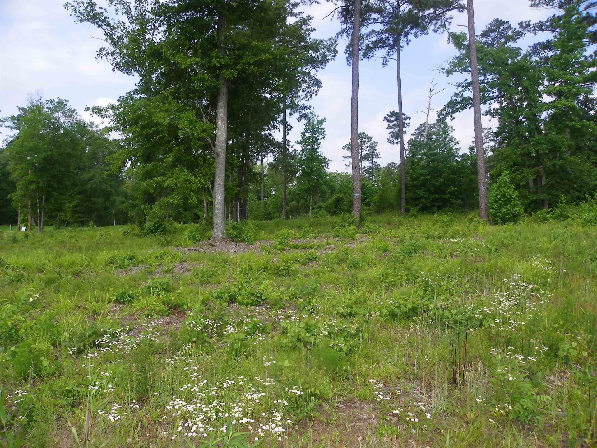 2.02 acres in Texas County - photo 7