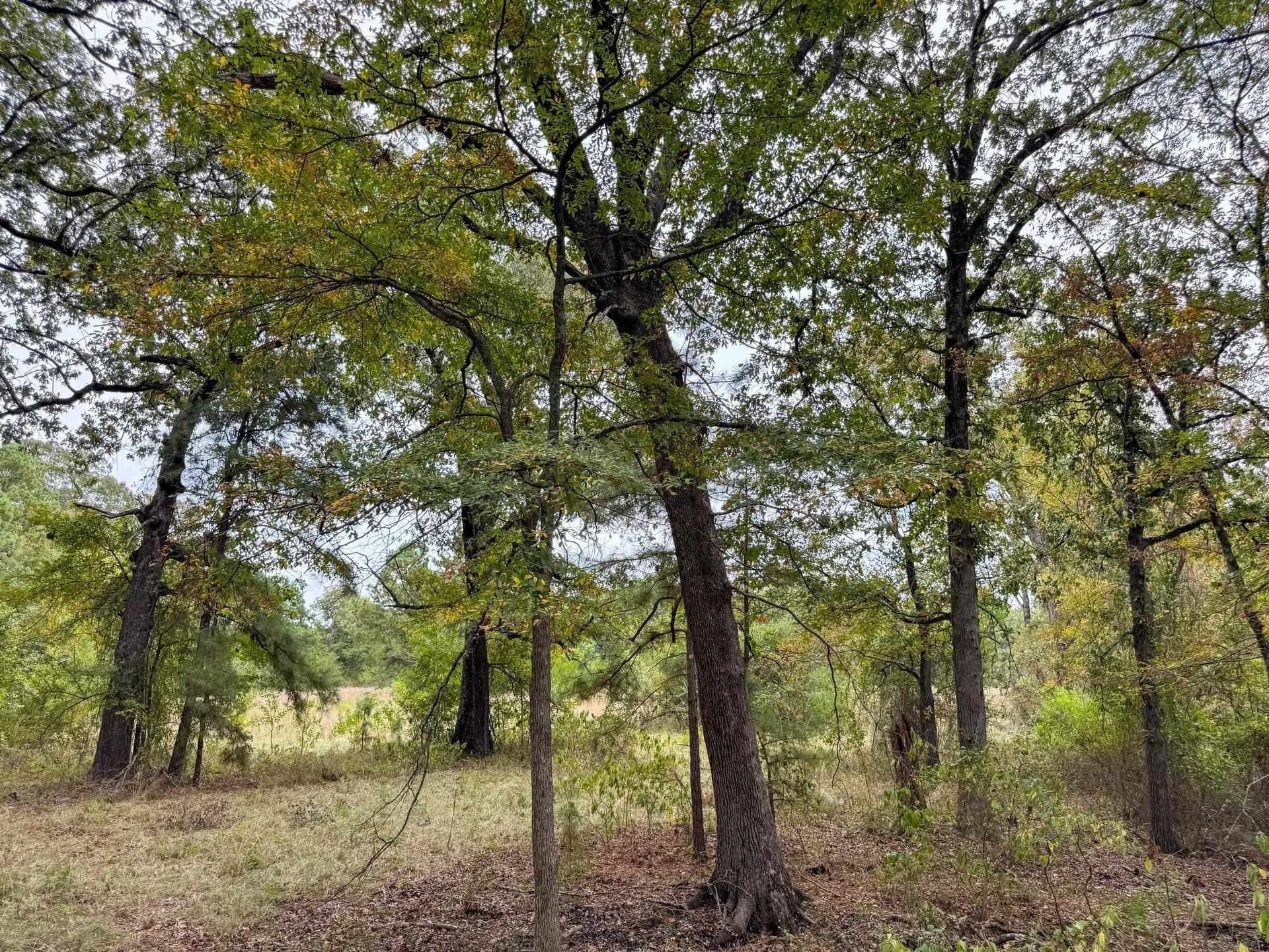57.61 acres in Marion County - photo 27