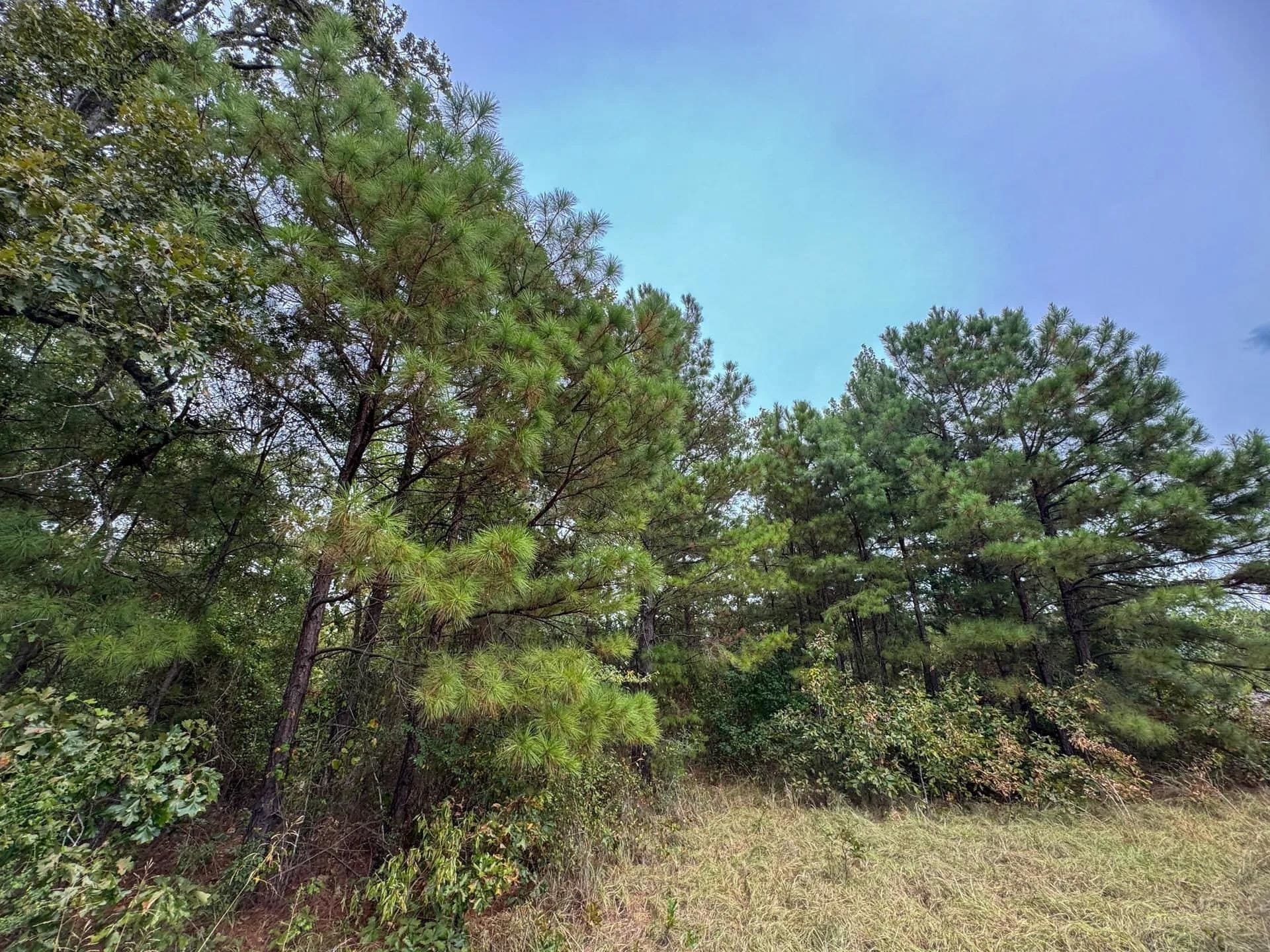 57.61 acres in Marion County - photo 29