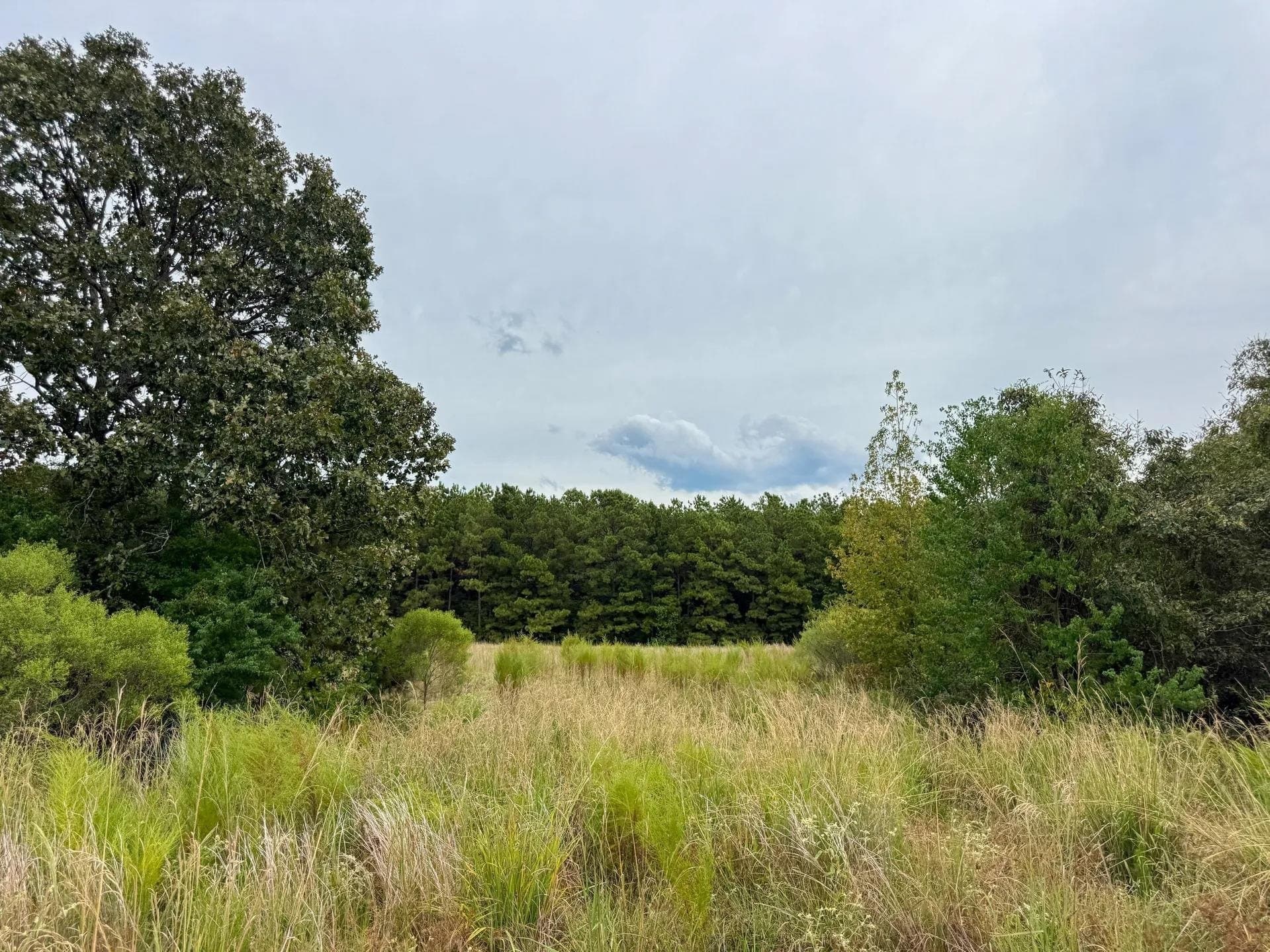 57.61 acres in Marion County - photo 15