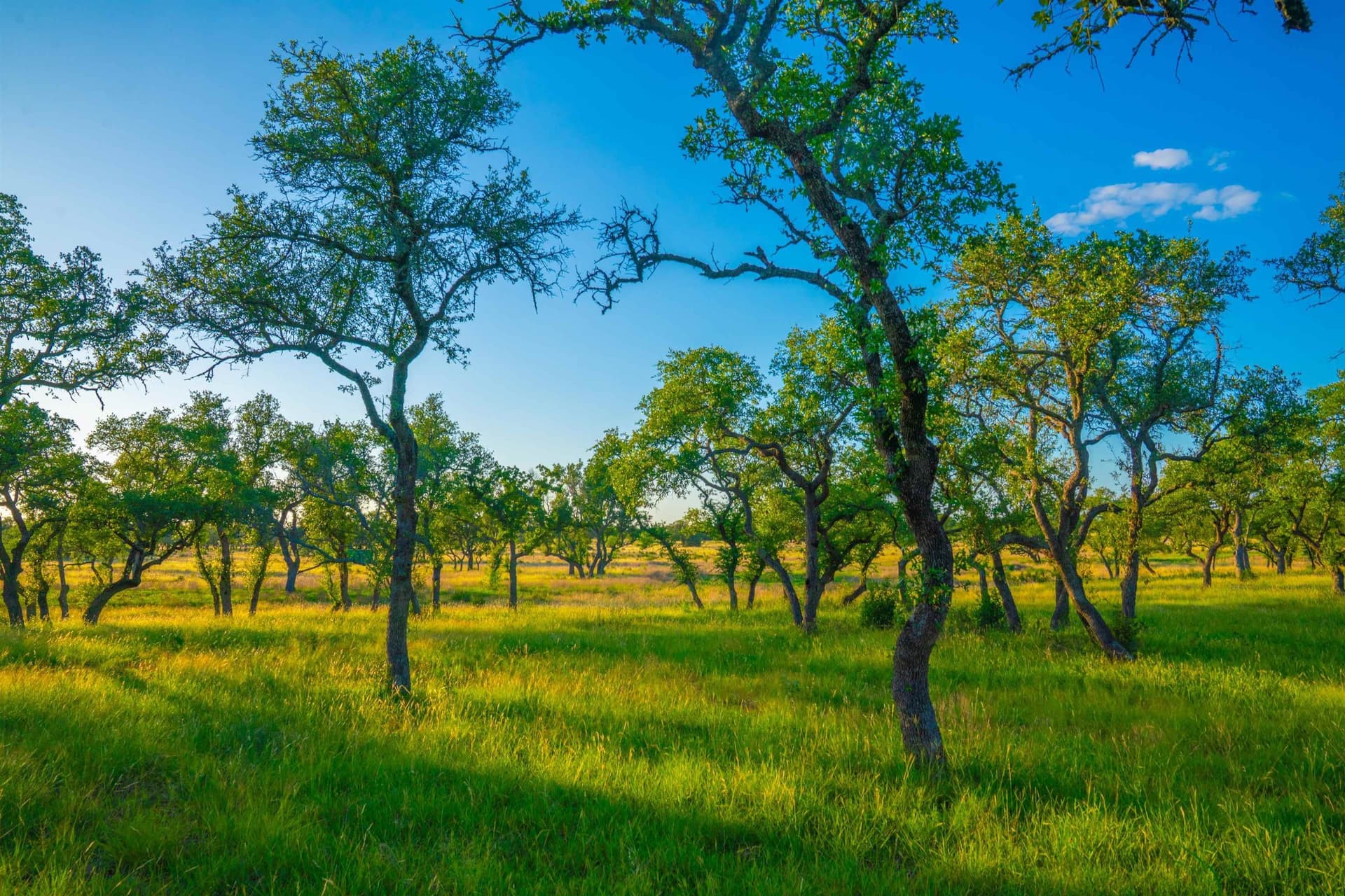 9 acres in Blanco County gallery image 4