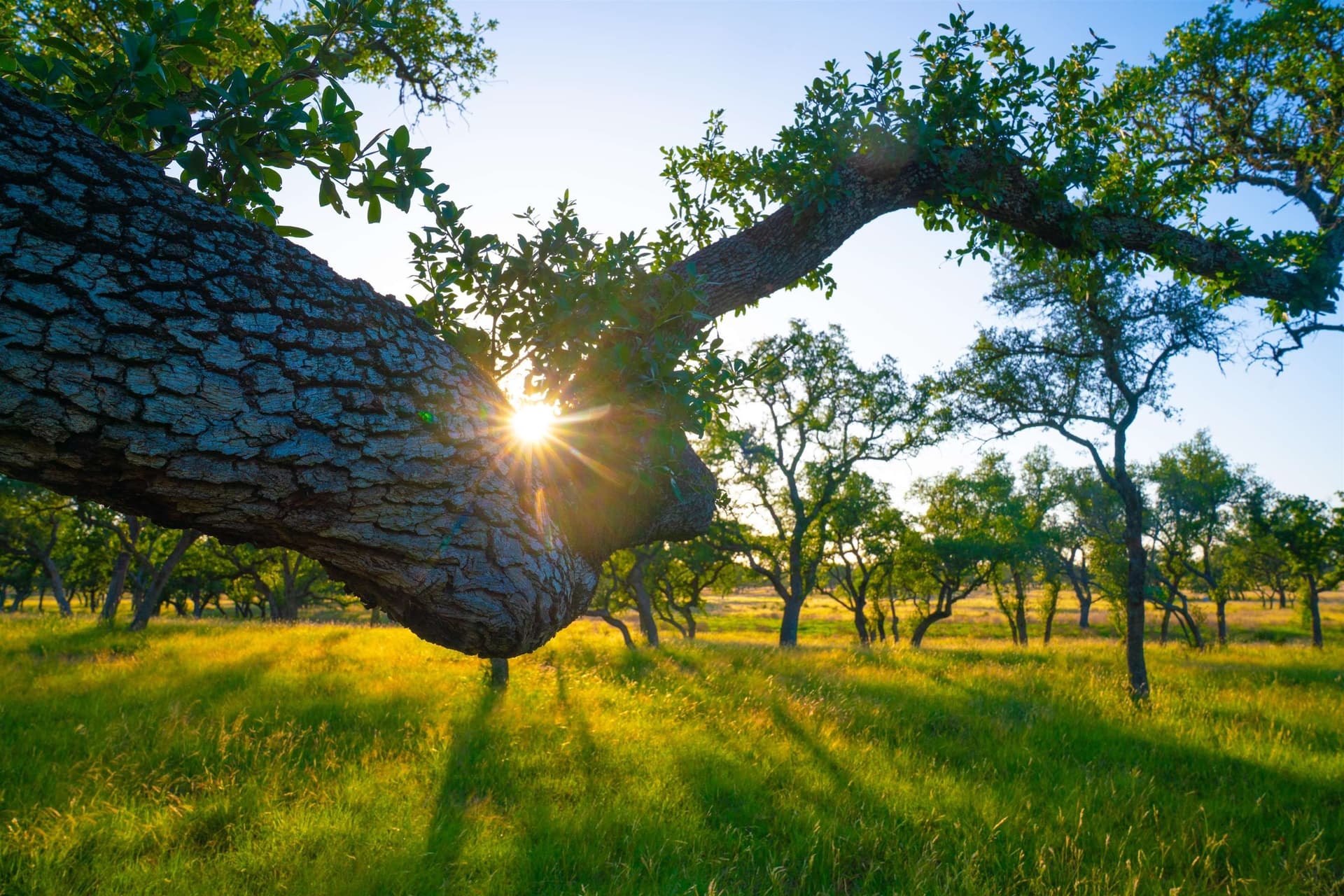 9 acres in Blanco County gallery image 3