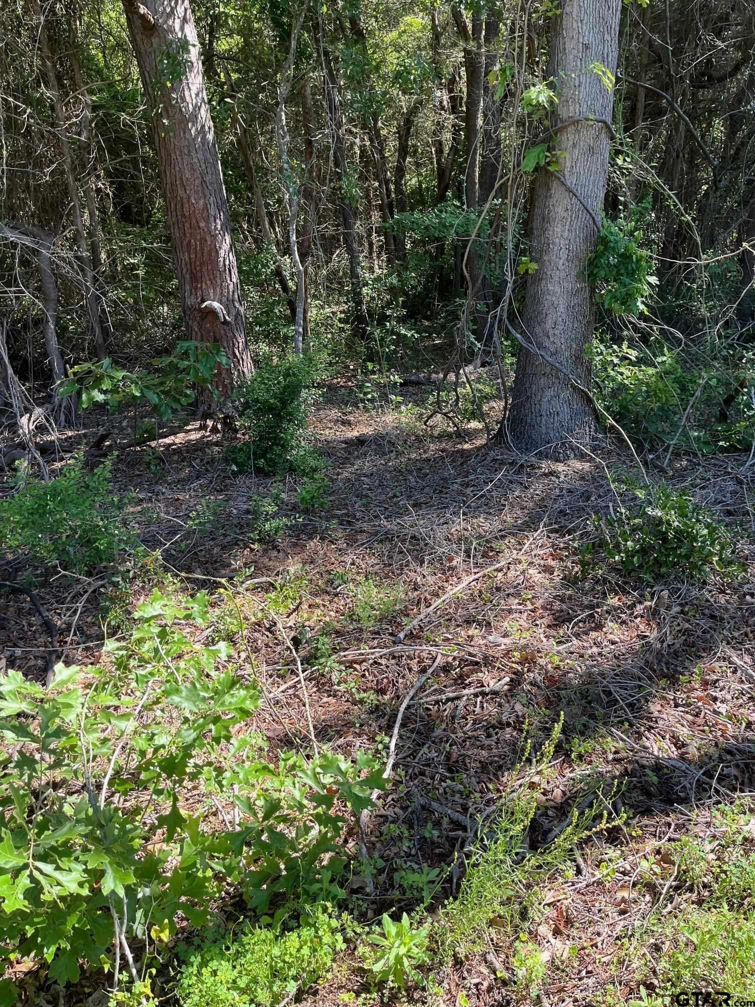 14.97 acres in Wood County gallery image 4