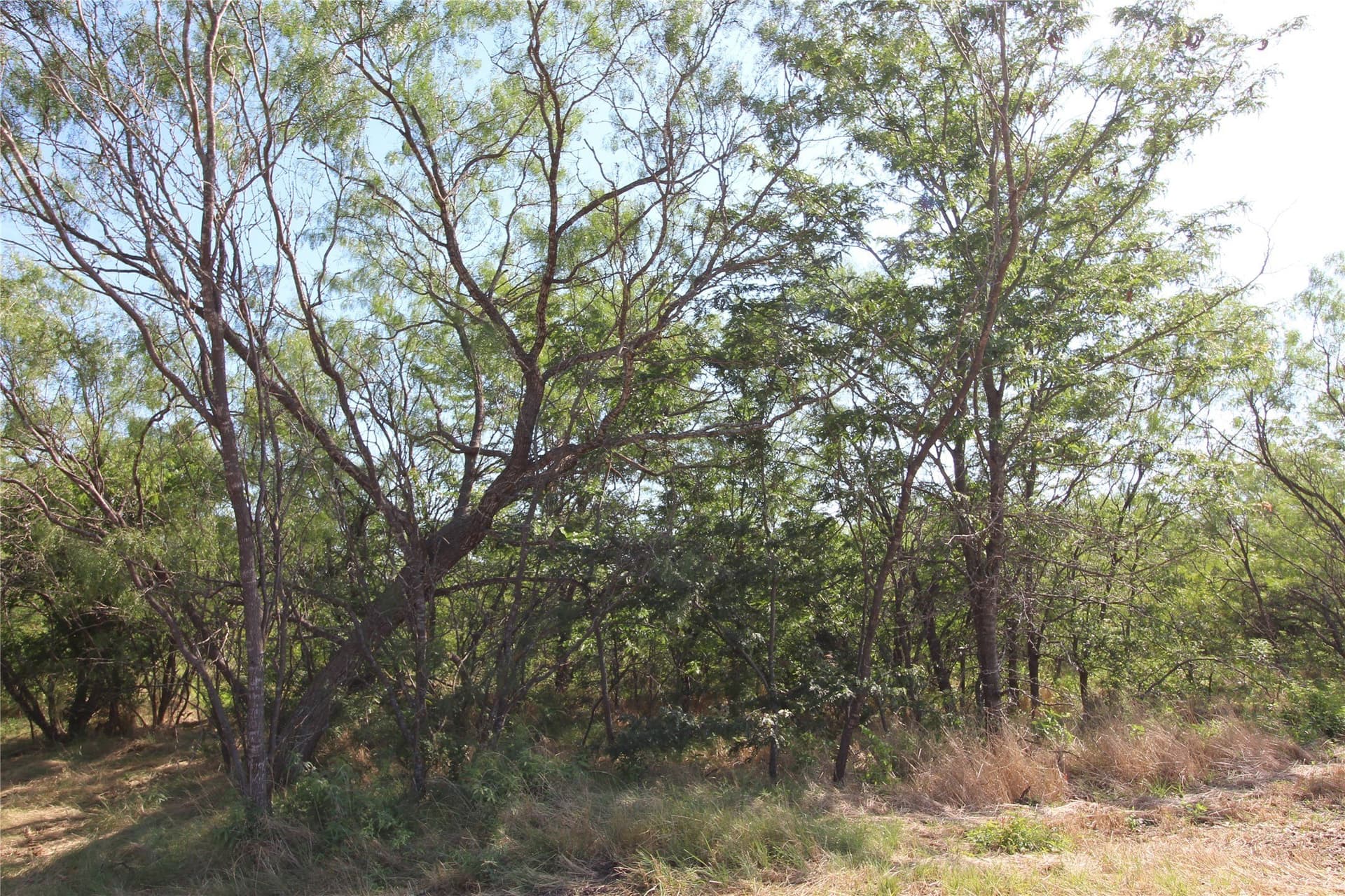 1.51 acres in Kaufman County gallery image 3