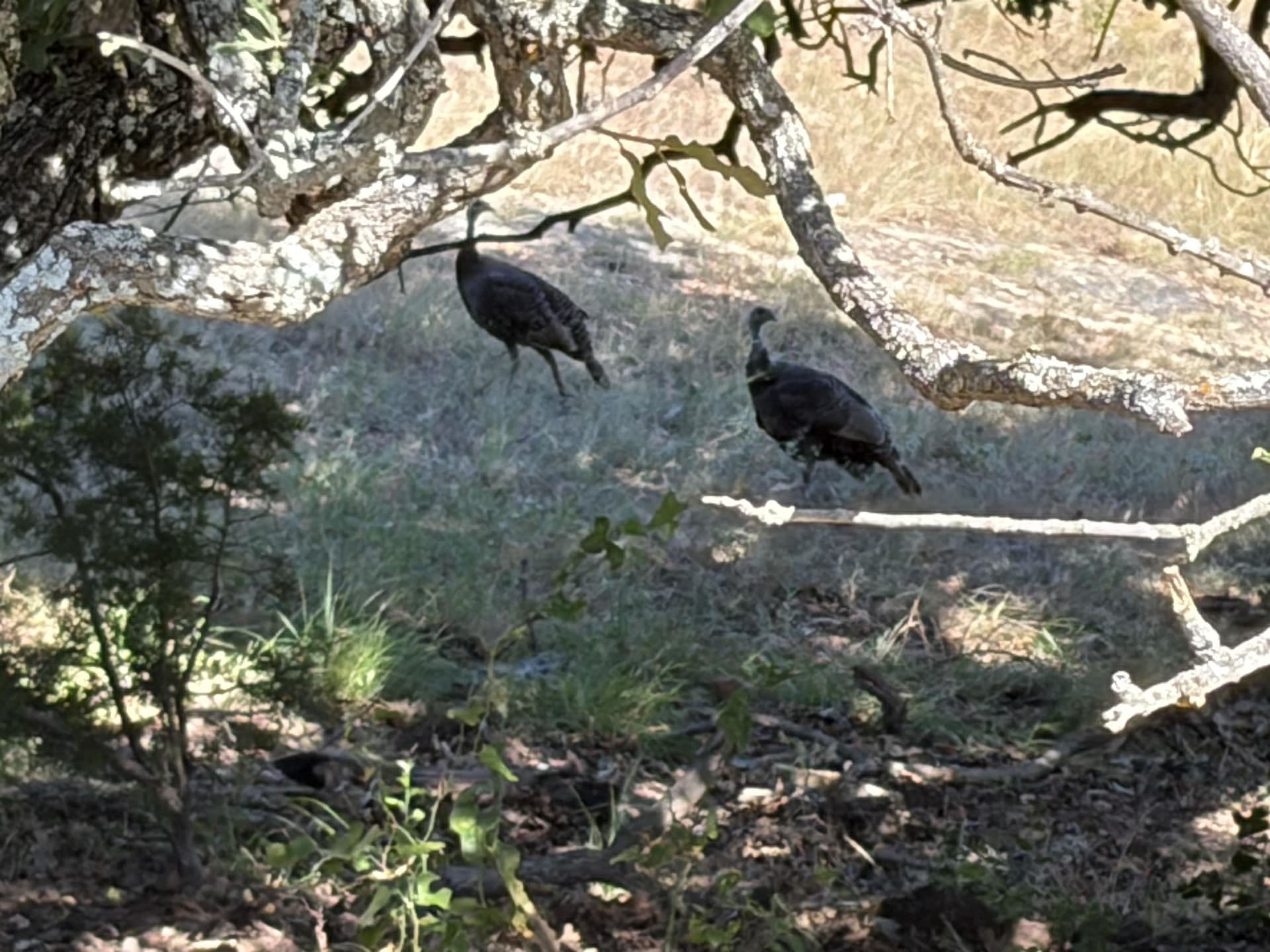 168.51 acres in Burnet County - photo 20