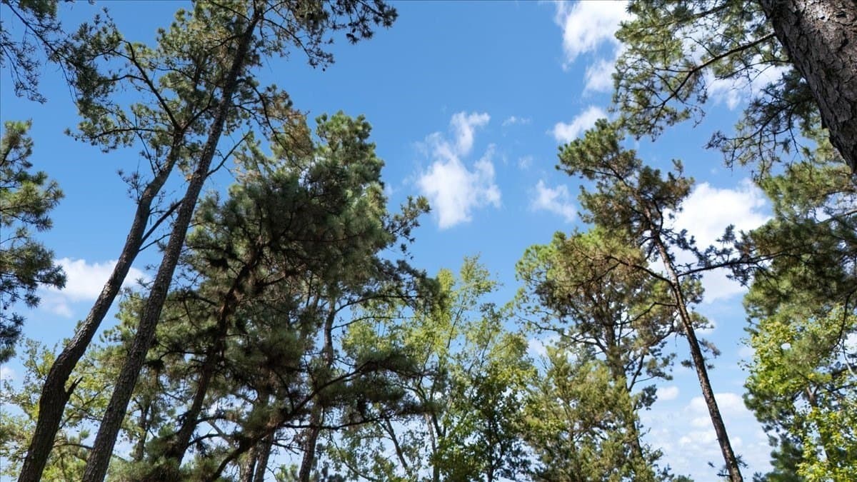 5.5 acres in Upshur County - photo 8