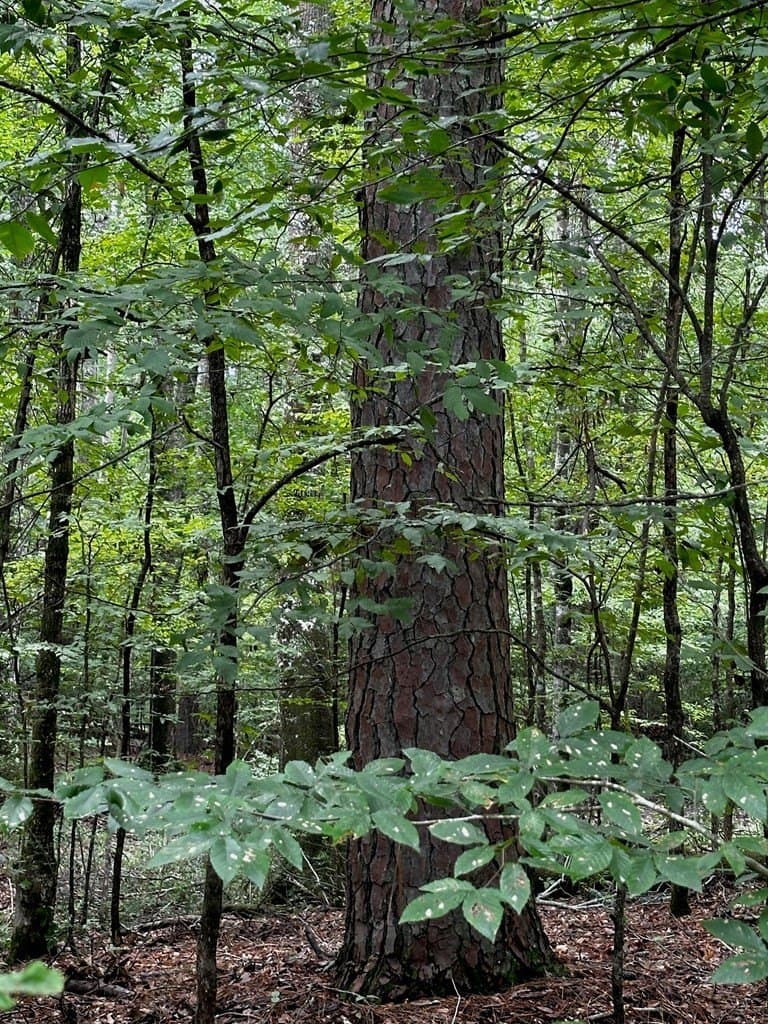 0.28 acres in Texas County gallery image 3