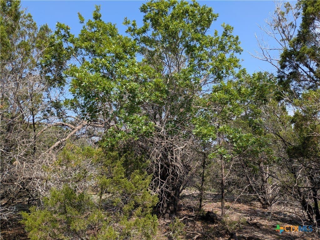 12.43 acres in Lampasas County - photo 6