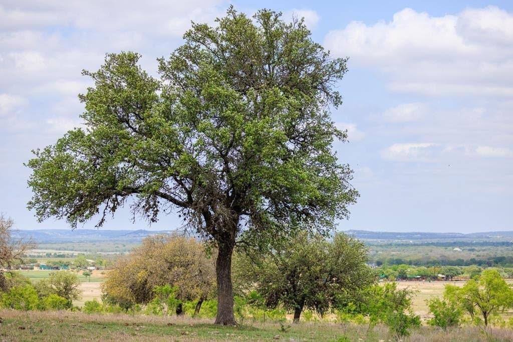 78 acres in Gillespie County - photo 7