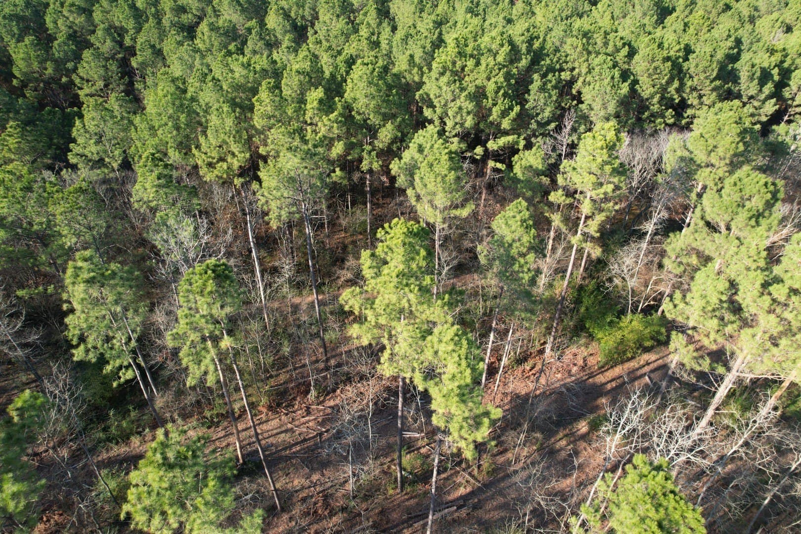 22 acres in Panola County - photo 4