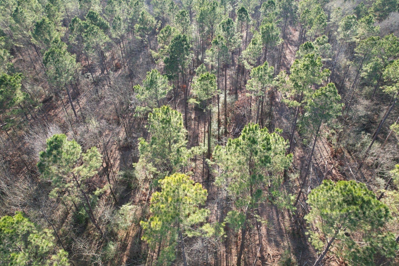 22 acres in Panola County - photo 5