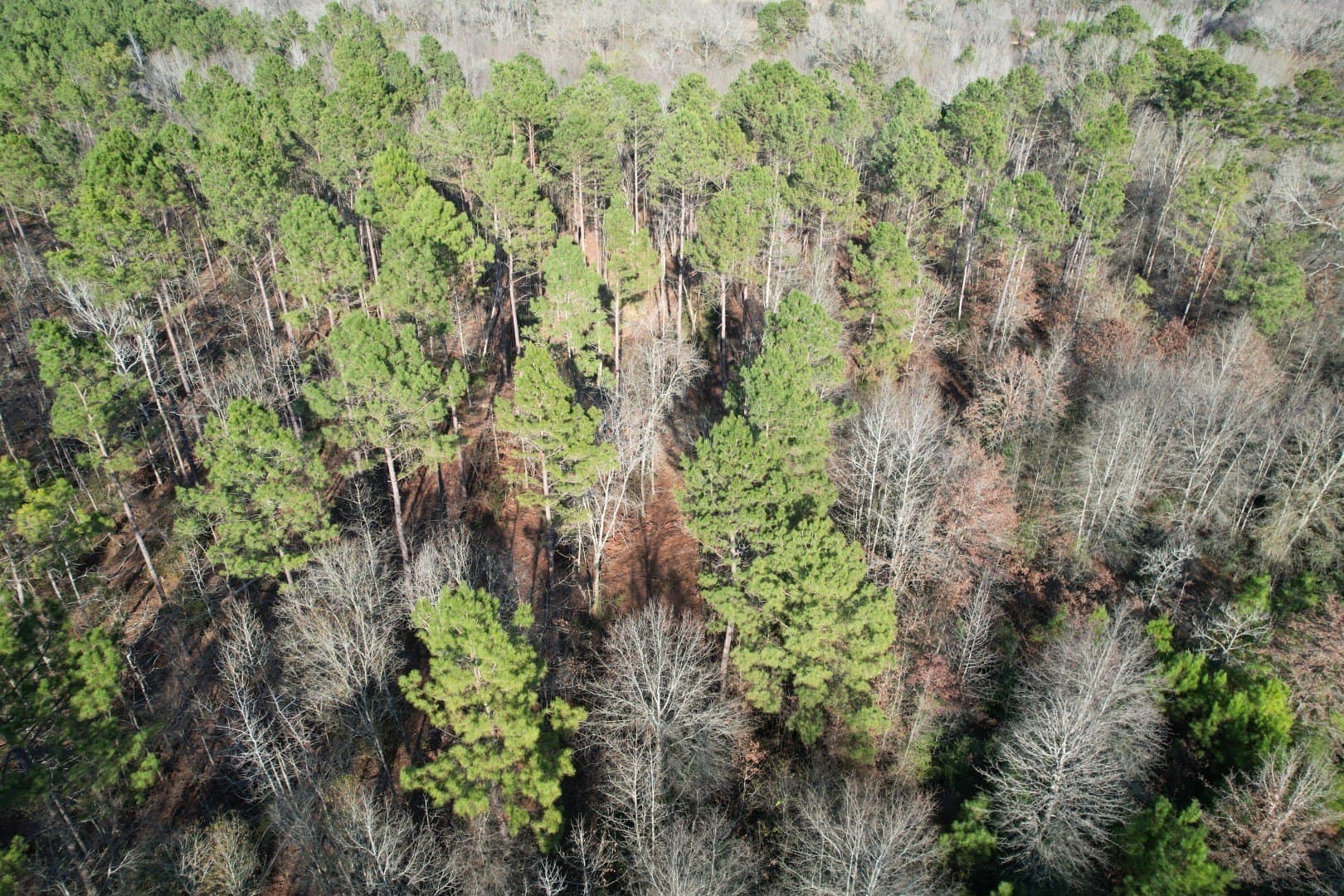 22 acres in Panola County - photo 3
