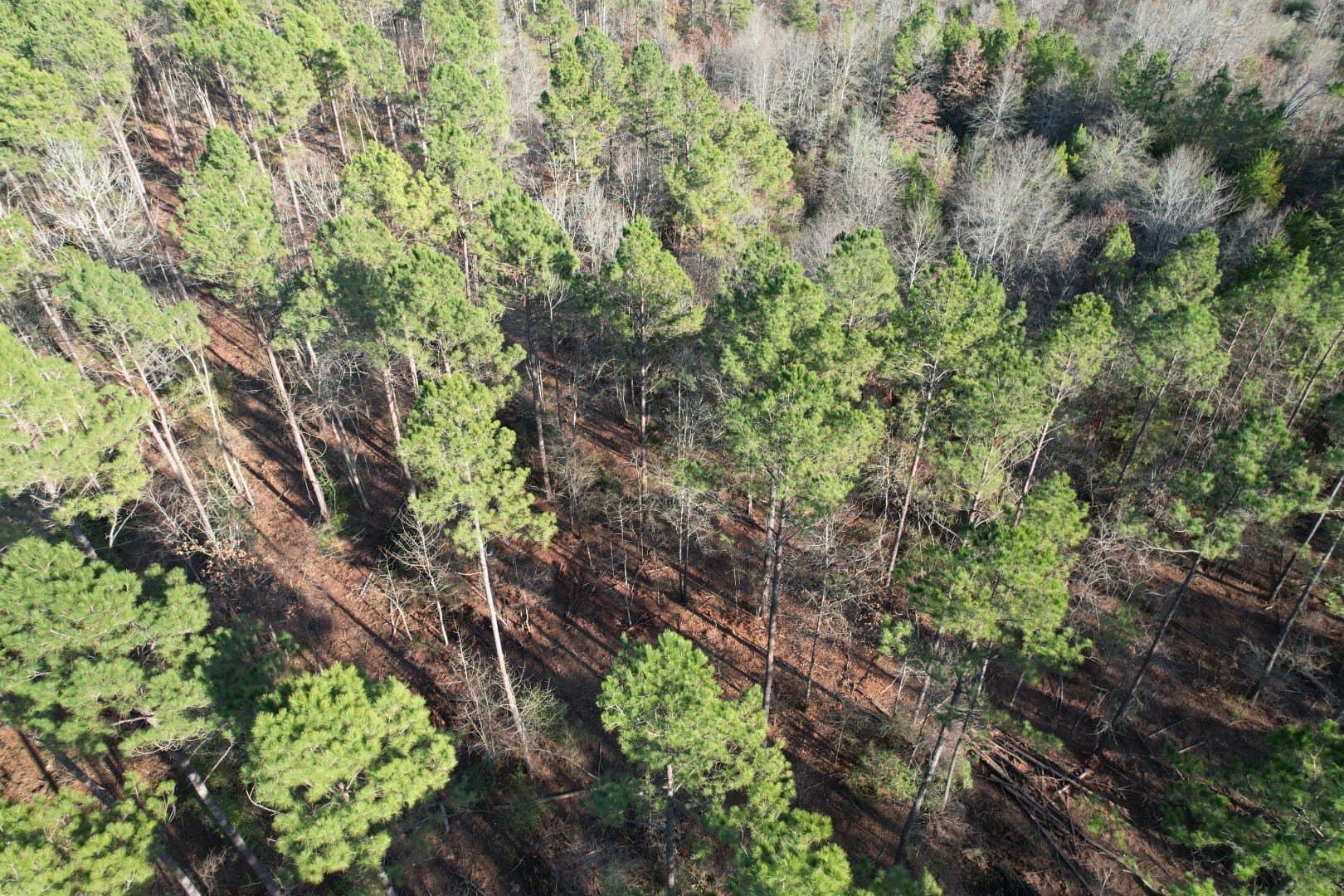 22 acres in Panola County - photo 2