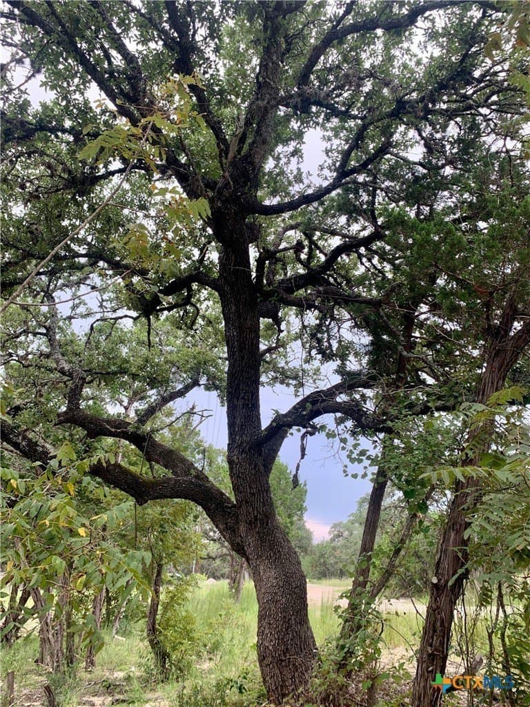 0.41 acres in Comal County gallery image 4