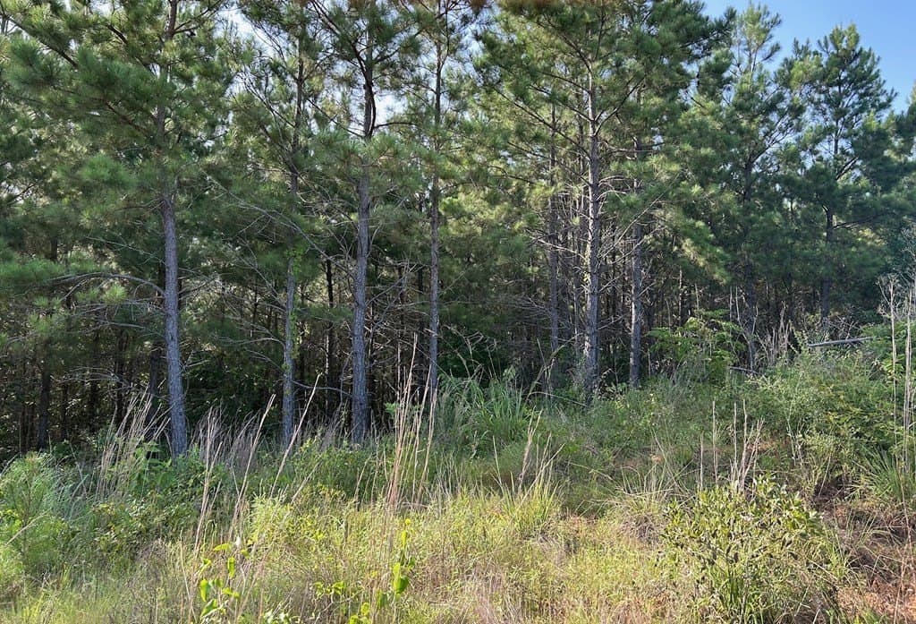 10.71 acres in Texas County - photo 6