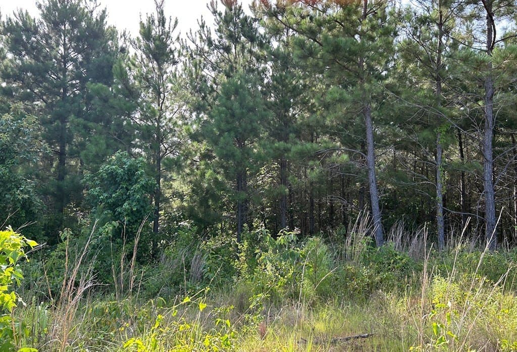 10.71 acres in Texas County - photo 5