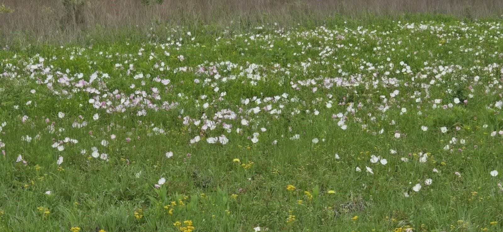 49.15 acres in Fannin County - photo 10
