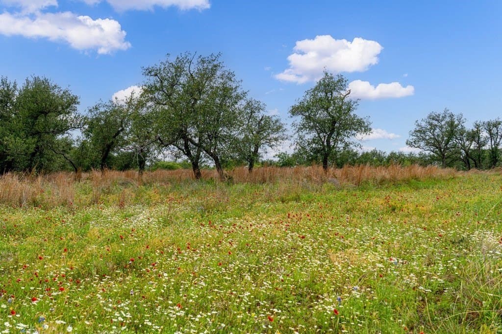 23.64 acres in Gillespie County gallery image 4