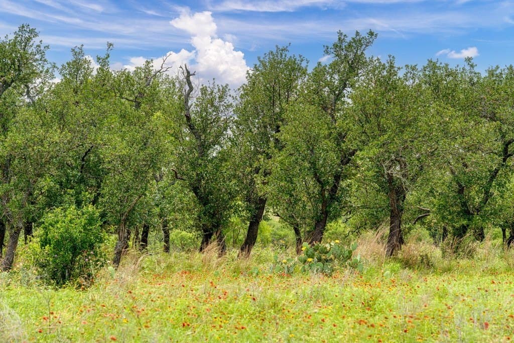 23.64 acres in Gillespie County - photo 6