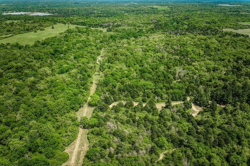 209.99 acres in Leon County gallery image 3