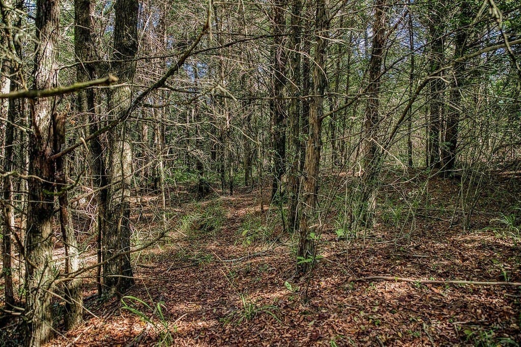 209.99 acres in Leon County - photo 25