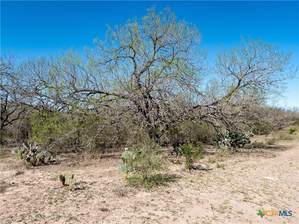 145 acres in Live Oak County - photo 19