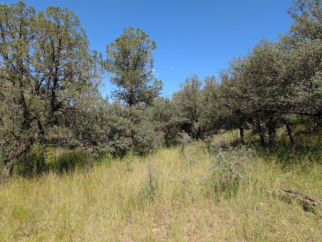 5.19 acres in Jeff Davis County gallery image 3