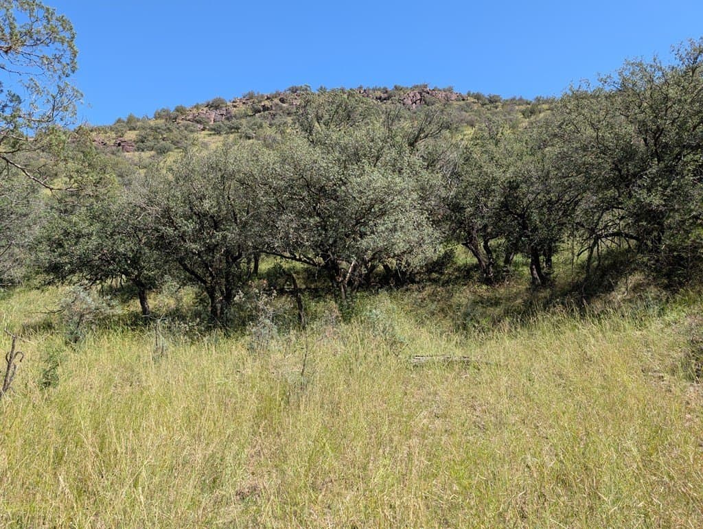 5.19 acres in Jeff Davis County gallery image 2