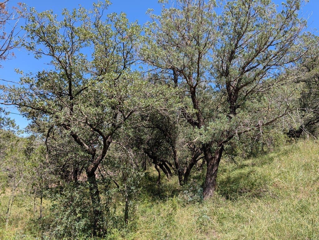5.19 acres in Jeff Davis County featured view