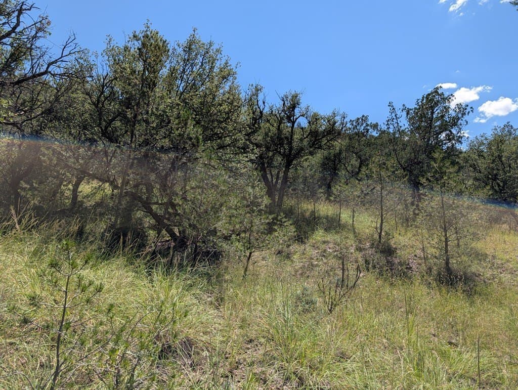 5.19 acres in Jeff Davis County gallery image 4