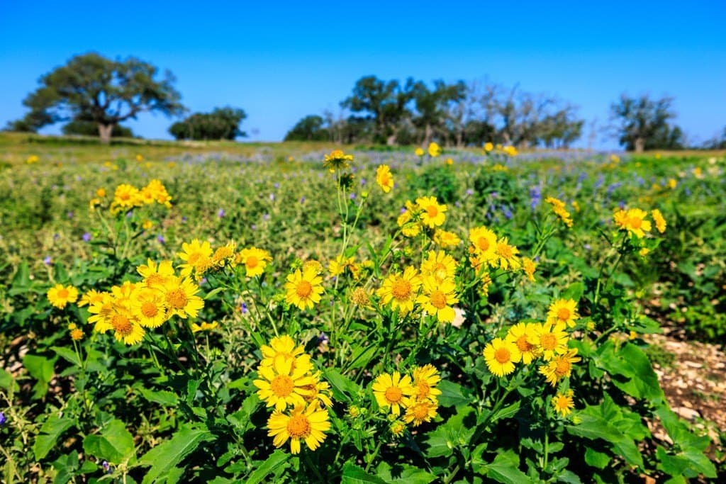 137.99 acres in Gillespie County - photo 32
