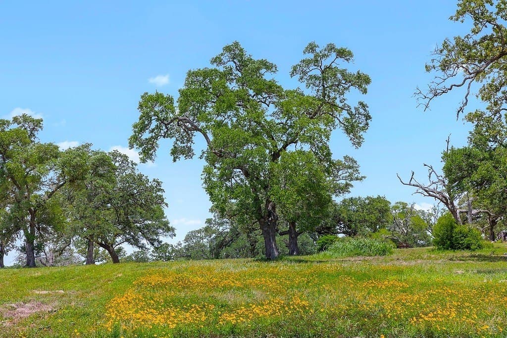 25 acres in Fayette County gallery image 3