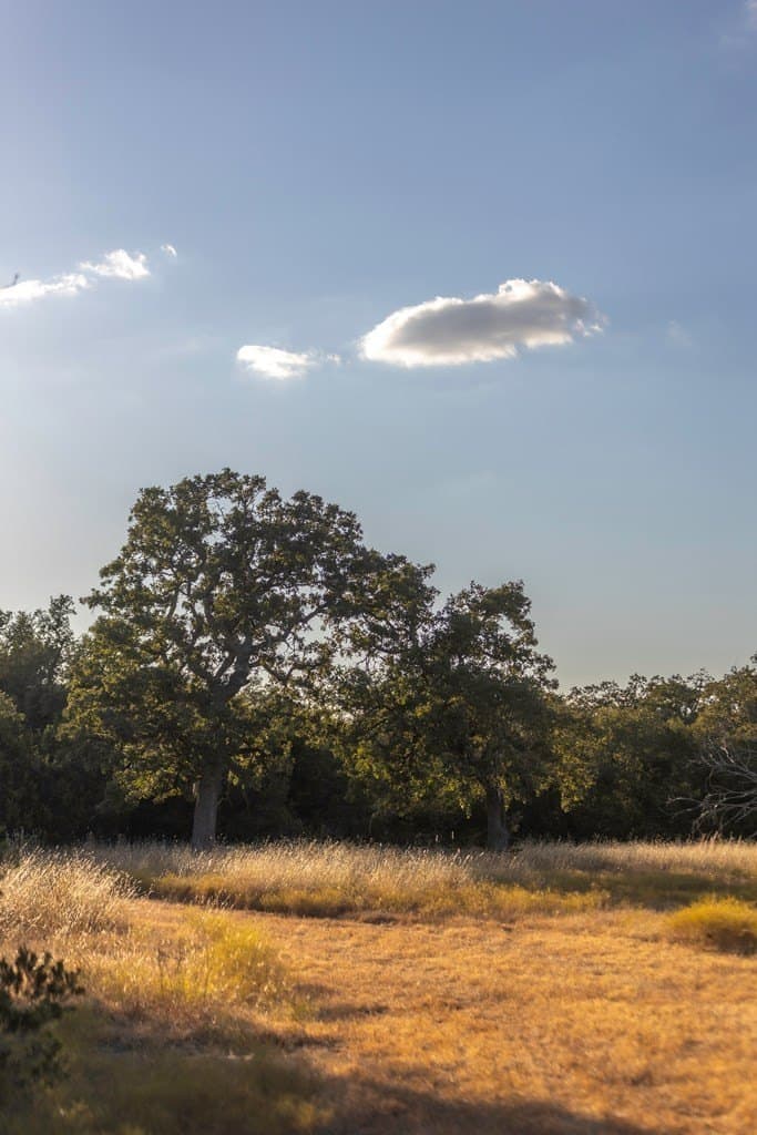 18.15 acres in Gillespie County gallery image 4