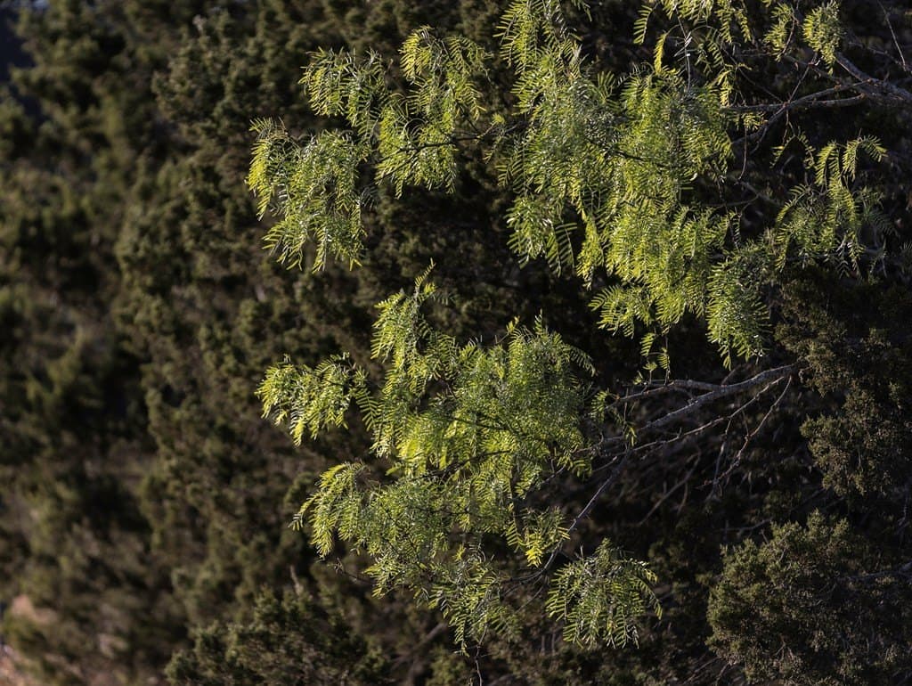 18.15 acres in Gillespie County gallery image 3