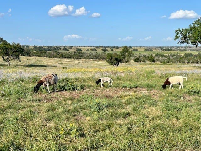 4.12 acres in Gillespie County - photo 11