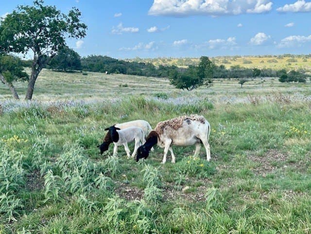 4.12 acres in Gillespie County - photo 14
