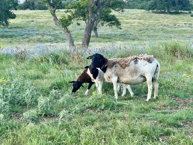 4.12 acres in Gillespie County - photo 13