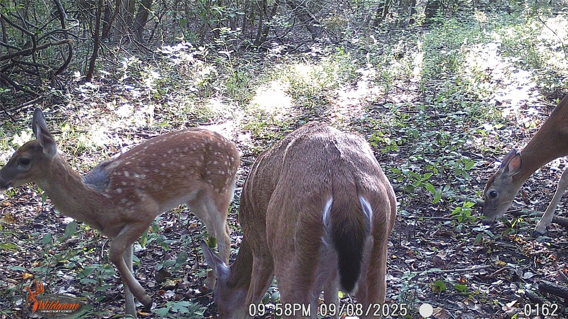 274.48 acres in Collin County - photo 34