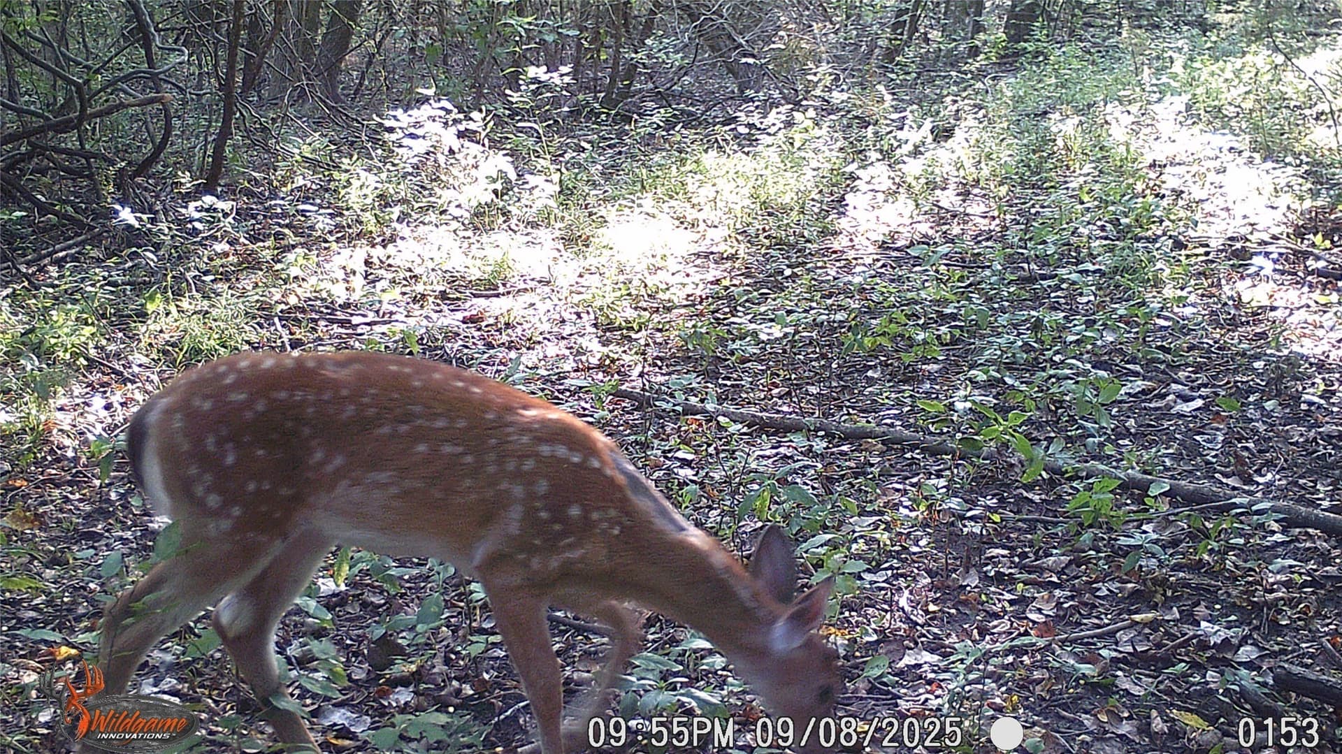 274.48 acres in Collin County - photo 32