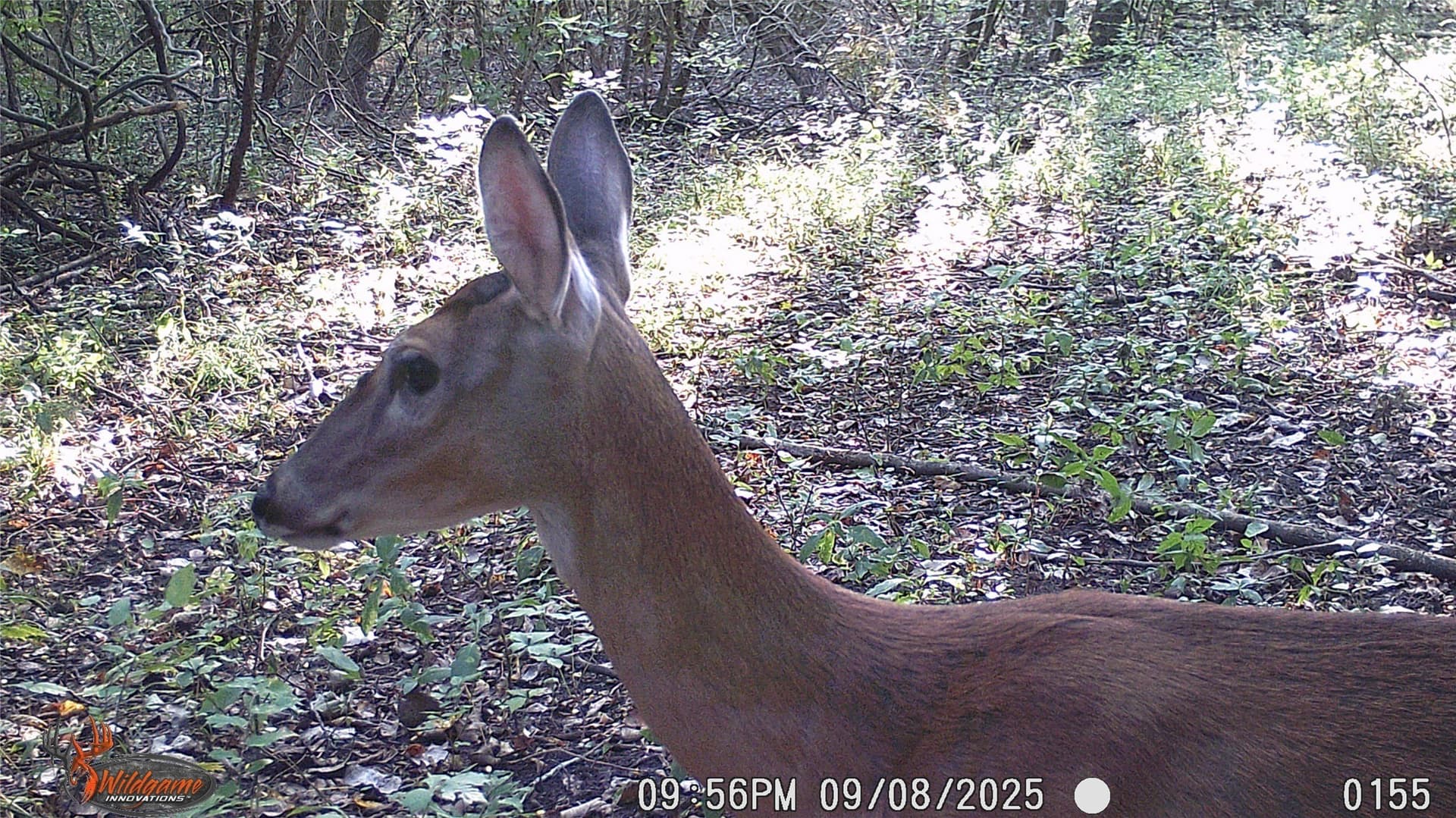 274.48 acres in Collin County - photo 33
