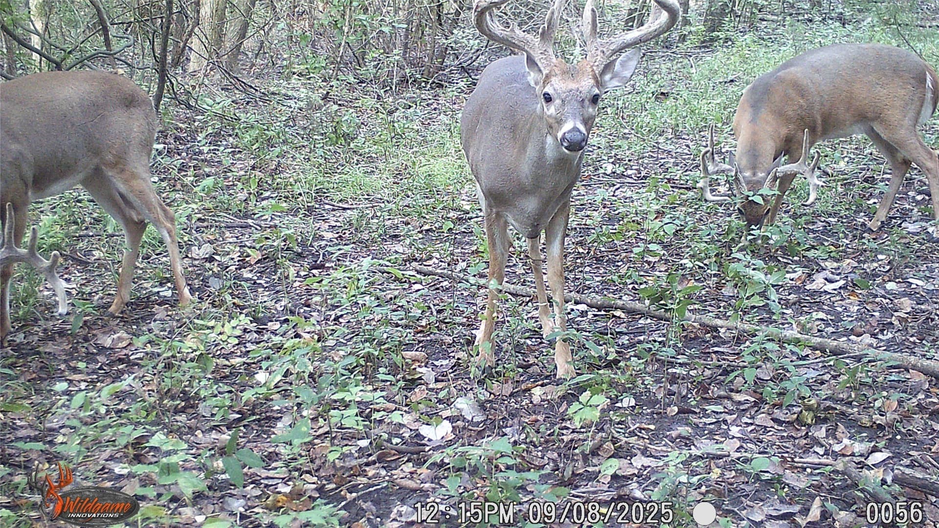 274.48 acres in Collin County - photo 30