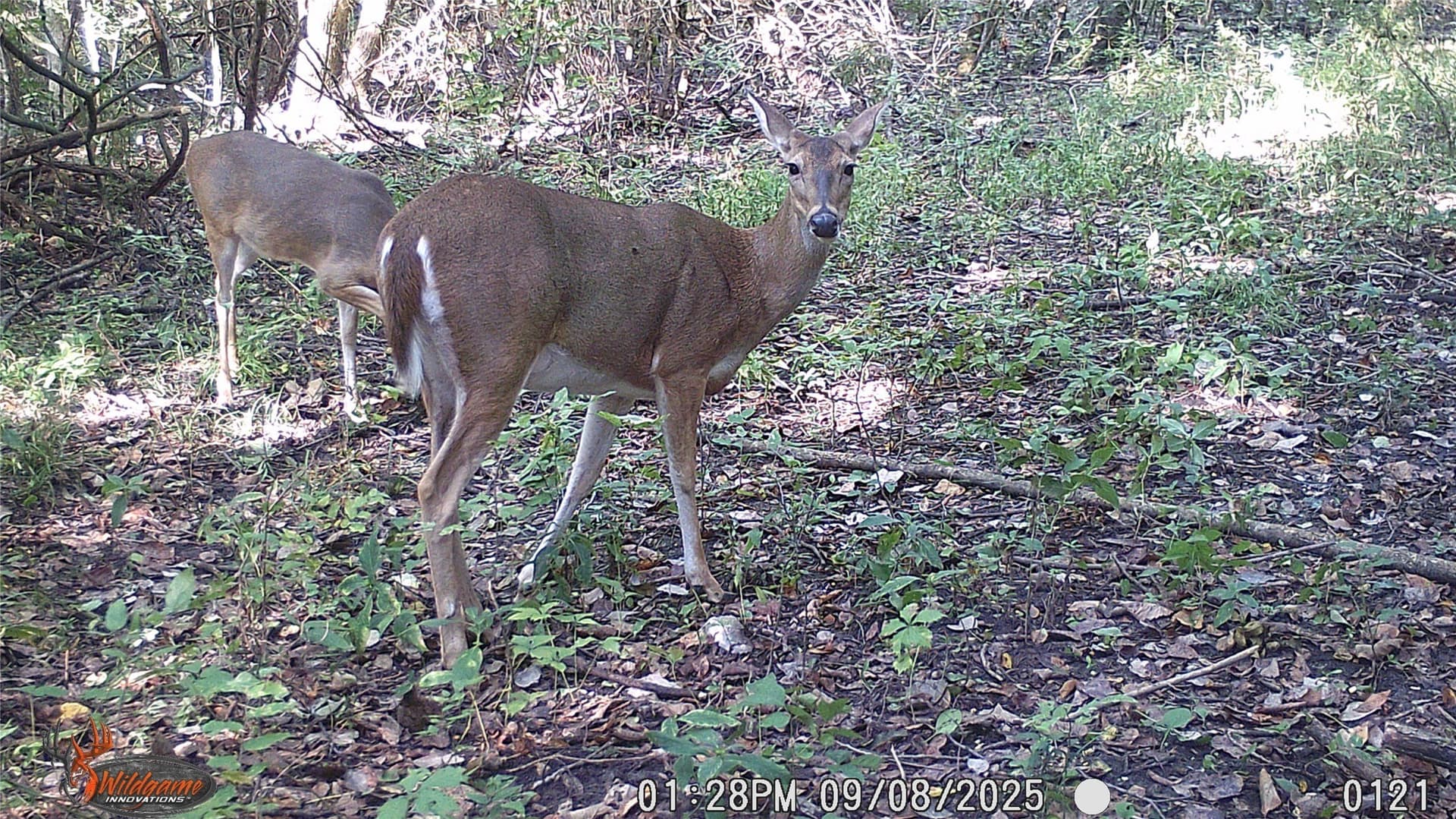 274.48 acres in Collin County - photo 31