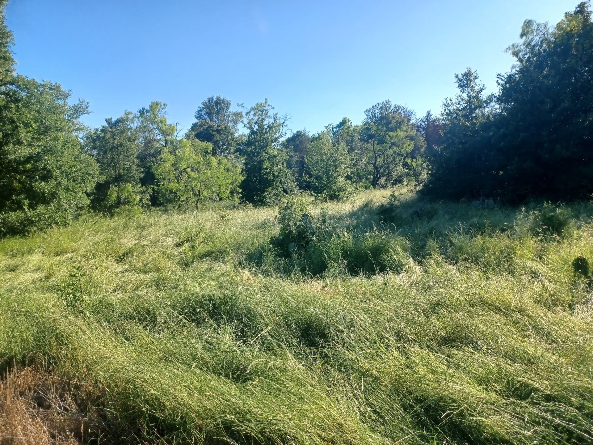 6.71 acres in Limestone County - photo 5