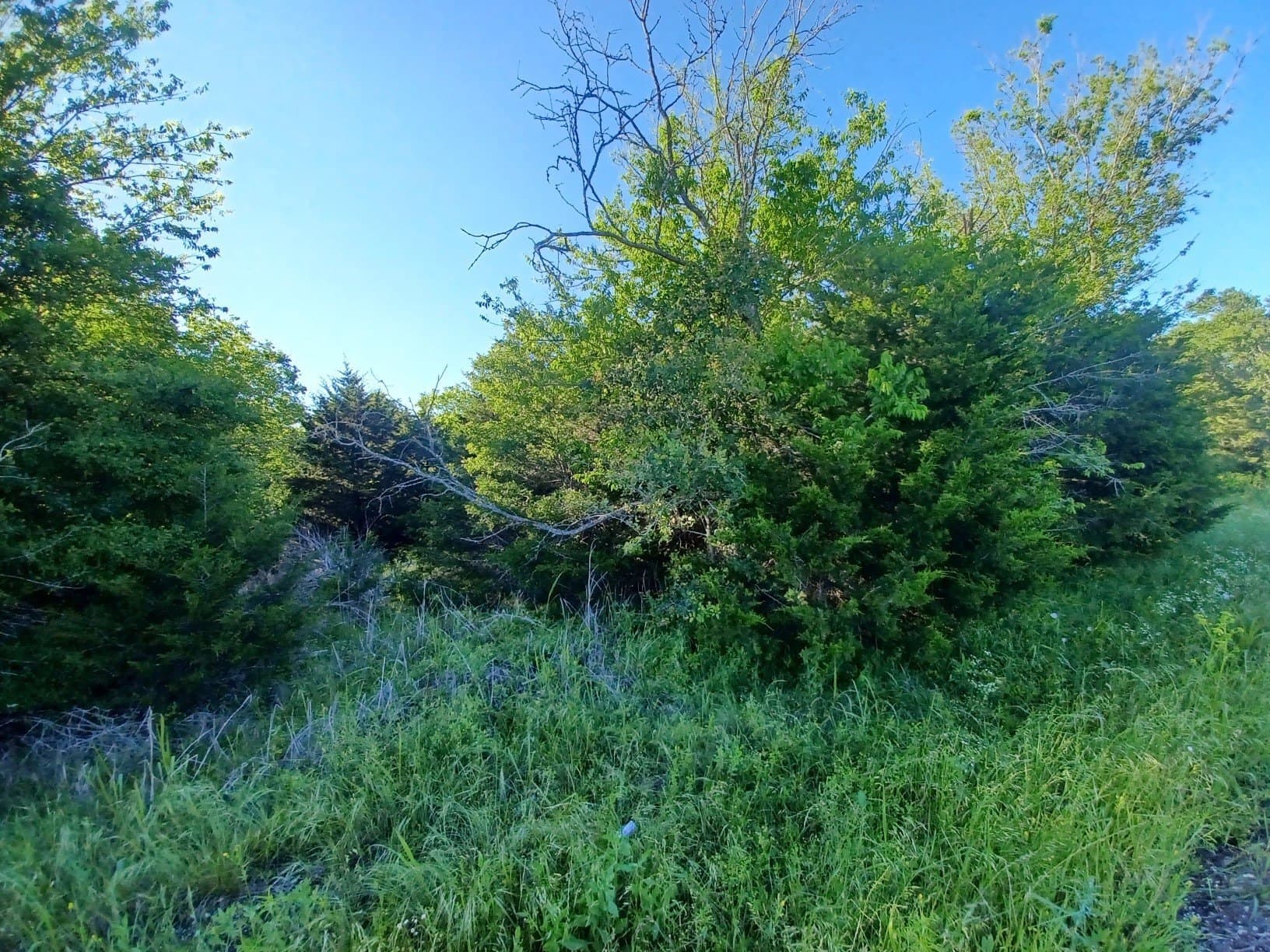 6.71 acres in Limestone County - photo 6