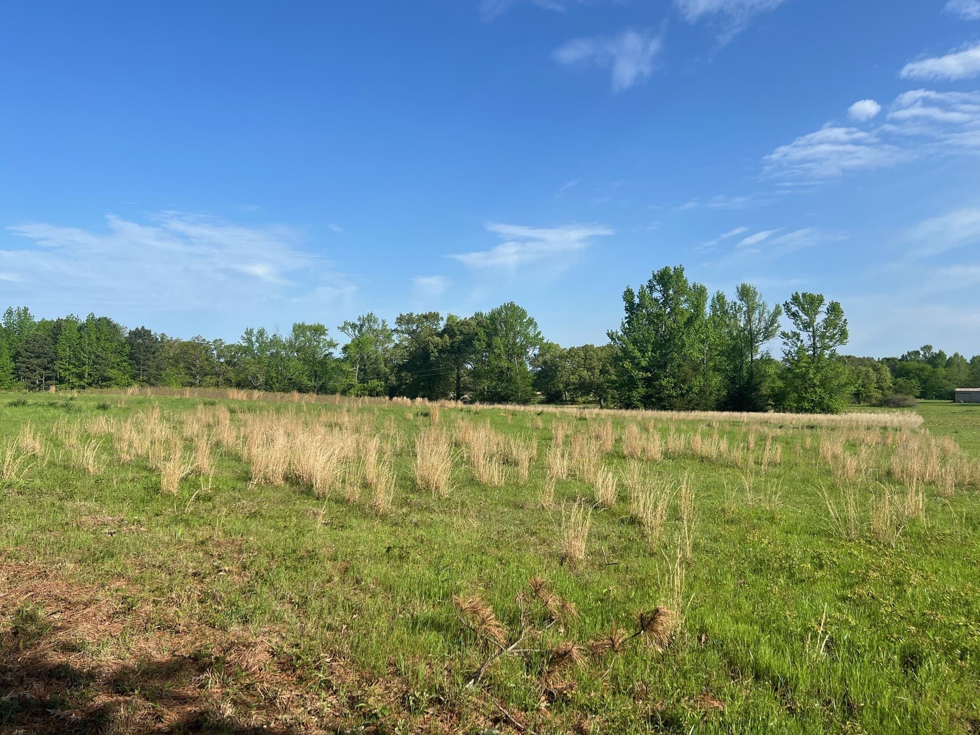 30 acres in Titus County - photo 4