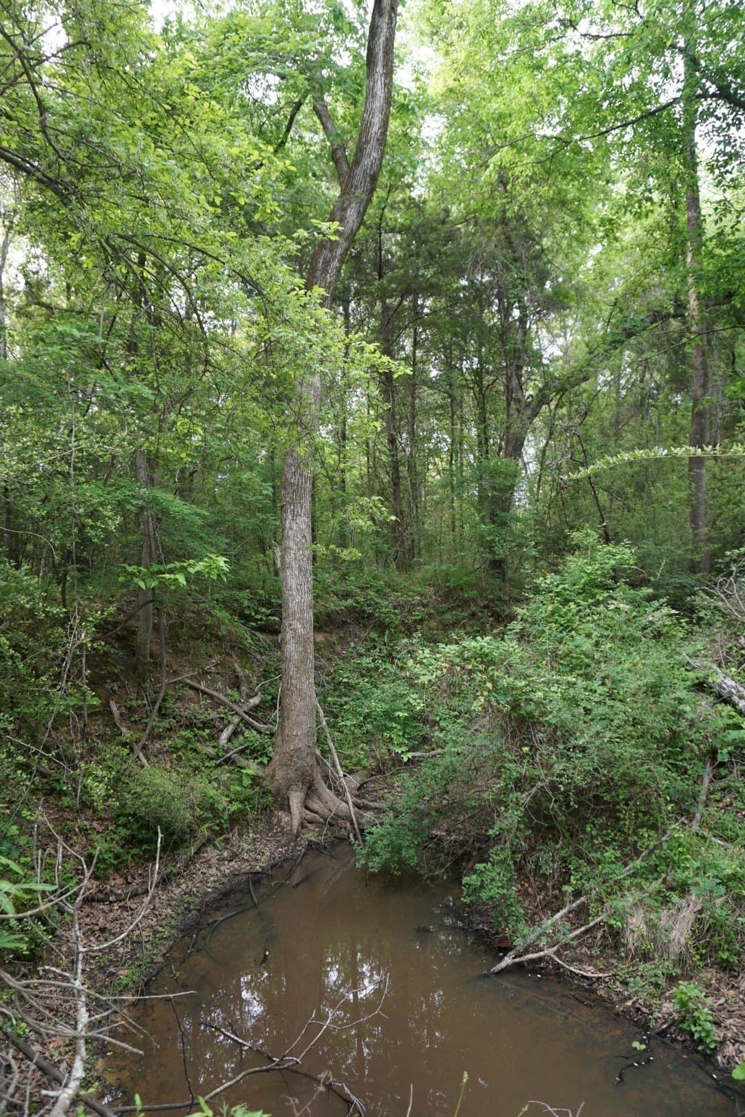 22.5 acres in Henderson County - photo 6